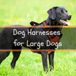 Dog Harnesses for Large Dogs