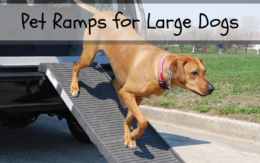 Pet Ramps for Large Dogs