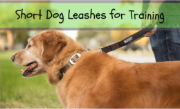 Short Dog Leash for Training