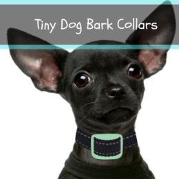Tiny Dog Bark Collars
