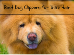 Best Dog Clippers for Thick Hair