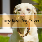 Large Breed Dog Collars