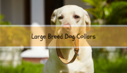 Large Breed Dog Collars